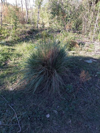 Paspalum quadrifarium, photographed by Bahiano Ayala