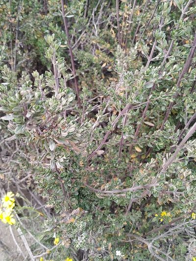 Clinopodium bolivianum, photographed by Mariela Nicole Crespo Carrazana