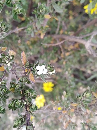 Clinopodium bolivianum, photographed by Mariela Nicole Crespo Carrazana