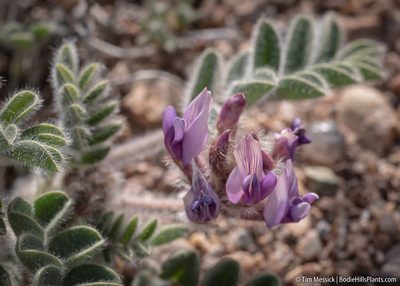 Astragalus malacus, photographed by Tim Messick
