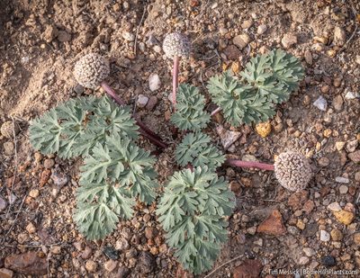 Cymopterus globosus, photographed by Tim Messick