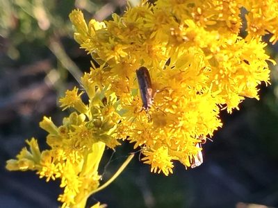 Solidago chilensis, photographed by Bahiano Ayala