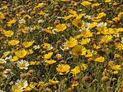Glebionis coronaria, photographed by jen
