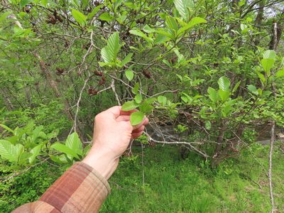 Alnus serrulata, photographed by Bruce Slater