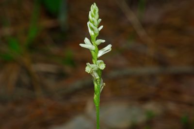 Spiranthes praecox, photographed by Michelle W. （鍾偉瑋）