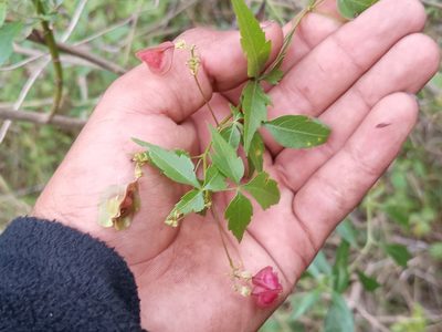 Urvillea uniloba, photographed by Bahiano Ayala