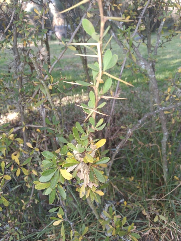 Berberis boliviana, photographed by Alfredo F. Fuentes Claros
