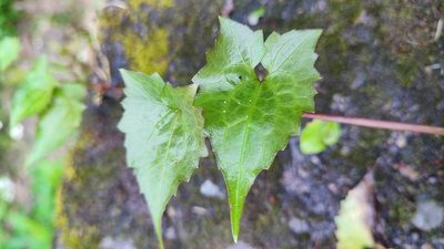 Mikania micrantha, photographed by 四角銅鑼