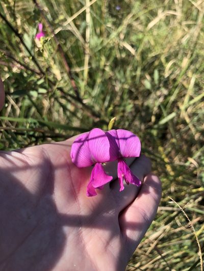 Tephrosia macropoda, photographed by Sunčana Bradley