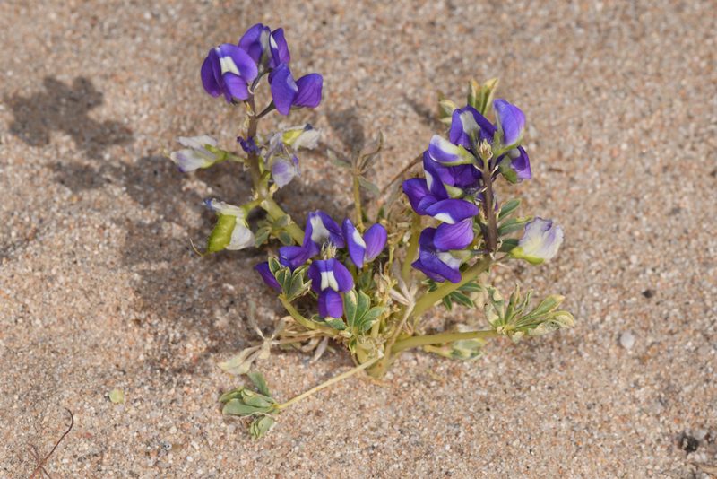 Lupinus odoratus, photographed by Trevor Van Loon