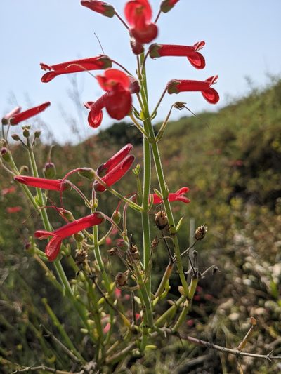 Gambelia juncea, photographed by jen