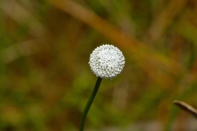Eriocaulon decangulare, photographed by Michelle W. （鍾偉瑋）