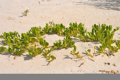 Scaevola plumieri, photographed by Isaac Chacón