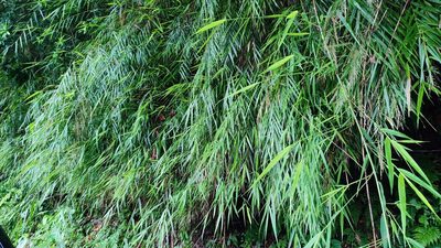 Arundo formosana, photographed by 四角銅鑼