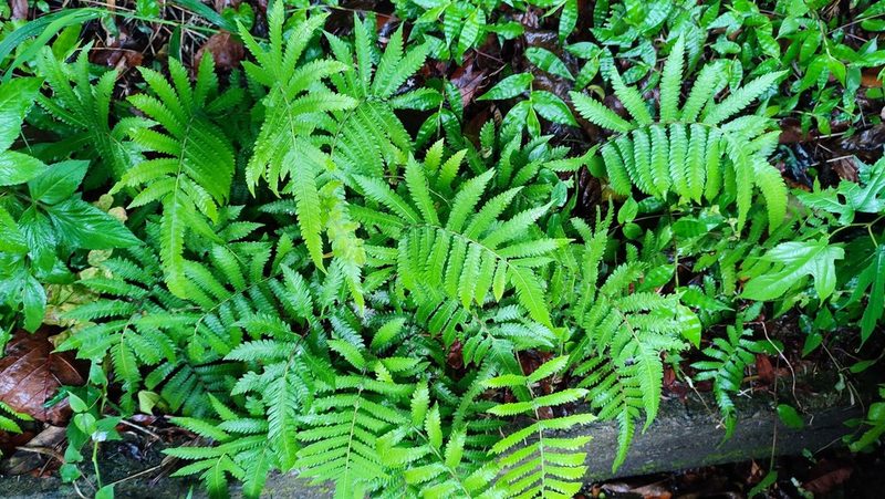 Christella acuminata, photographed by 四角銅鑼