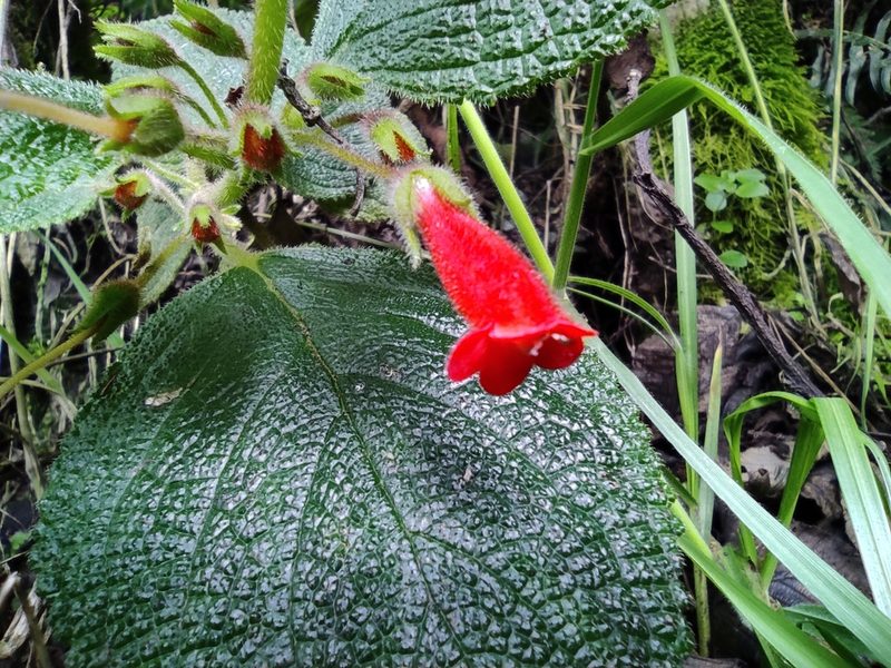 Heppiella ulmifolia, photographed by sandy-espinozaf