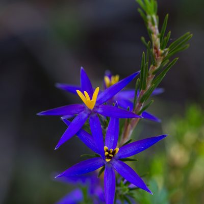 Calectasia intermedia, photographed by Kym Nicolson