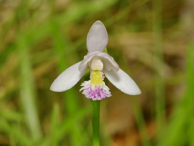 Pogonia ophioglossoides, photographed by Michelle W. （鍾偉瑋）