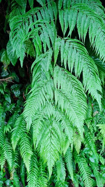 Cibotium taiwanense, photographed by 四角銅鑼