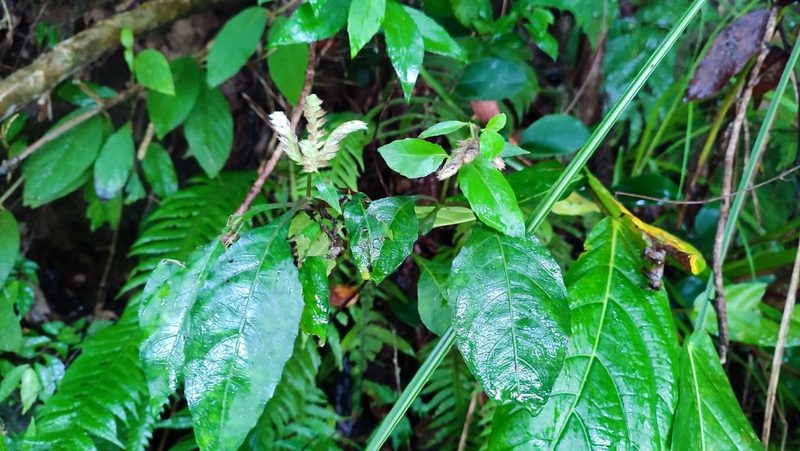 Lepidagathis formosensis, photographed by 四角銅鑼