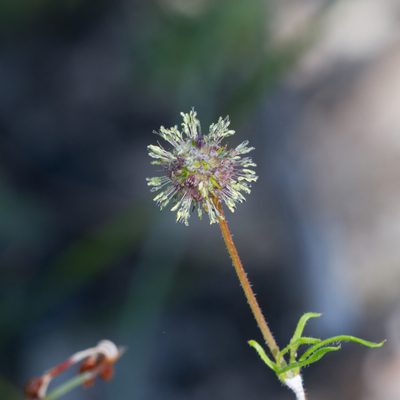 Opercularia scabrida, photographed by Kym Nicolson