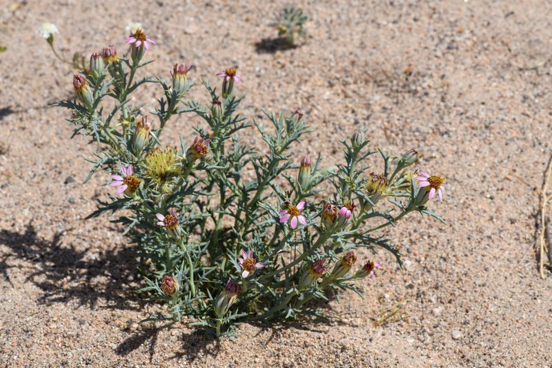 Nicolletia occidentalis, photographed by Trevor Van Loon
