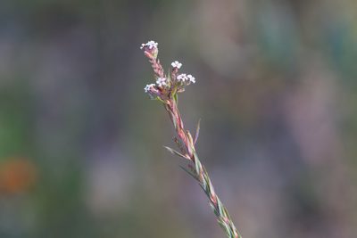 Leucopogon glacialis, photographed by Kym Nicolson