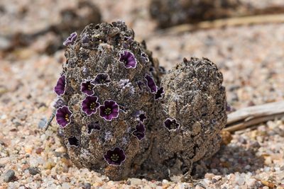 Pholisma arenarium, photographed by Trevor Van Loon
