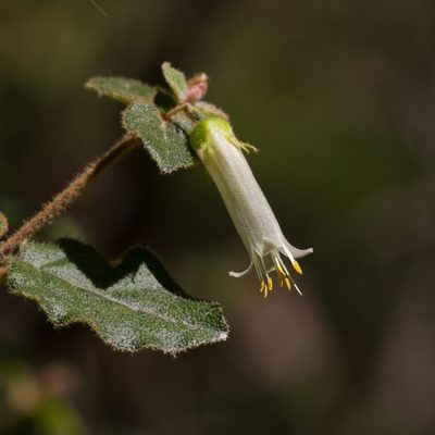 Correa aemula, photographed by Kym Nicolson