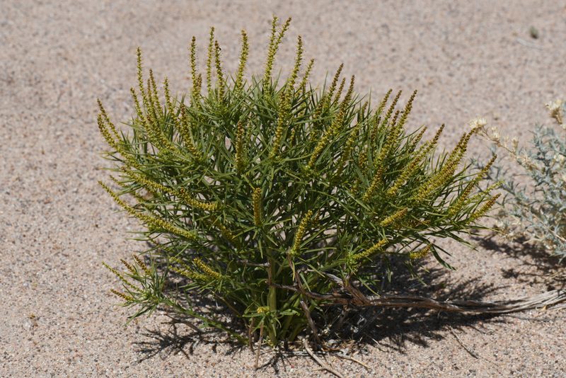 Stillingia paucidentata, photographed by Trevor Van Loon