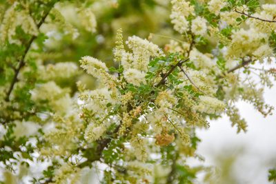 Senegalia wrightii