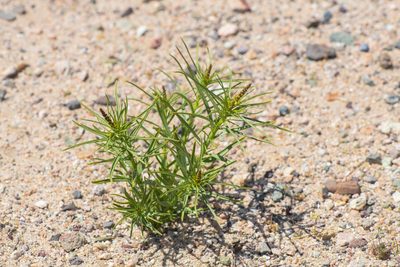 Stillingia paucidentata, photographed by Trevor Van Loon