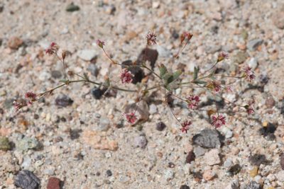 Eriogonum gracillimum