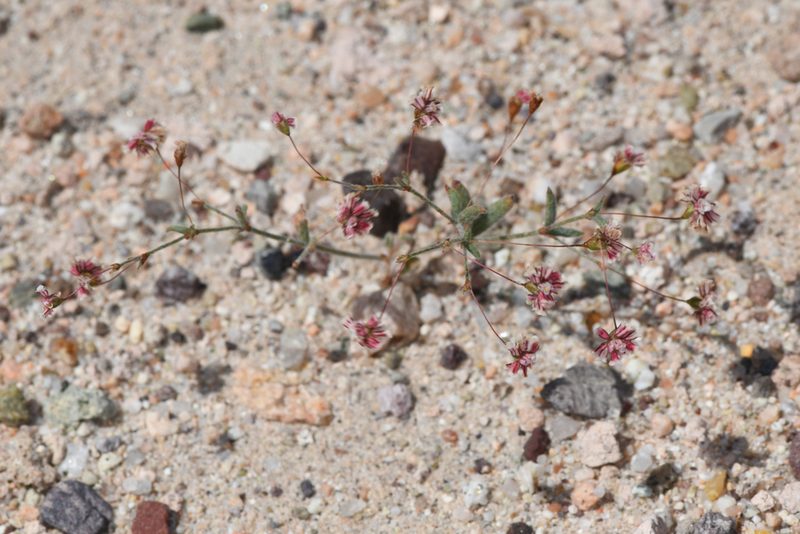 Eriogonum gracillimum, photographed by Trevor Van Loon