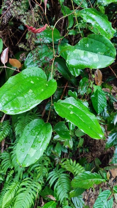 Smilax bracteata, photographed by 四角銅鑼