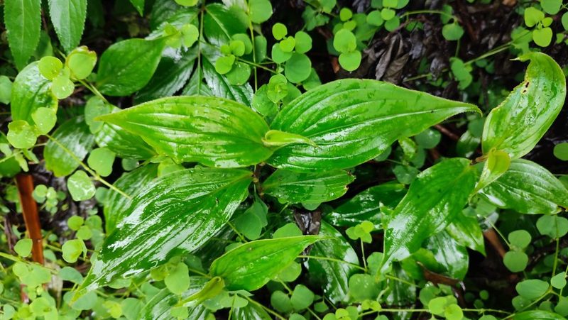 Tricyrtis formosana, photographed by 四角銅鑼