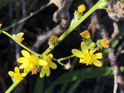 Senecio pubigerus, photographed by Caroline Voget