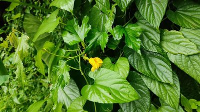 Thladiantha punctata, photographed by 四角銅鑼