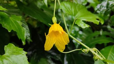 Thladiantha punctata, photographed by 四角銅鑼