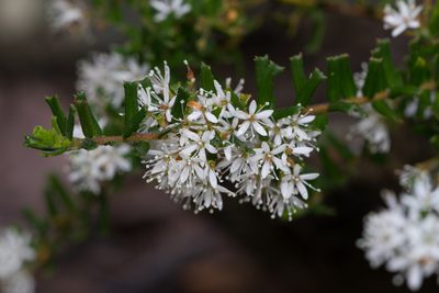 Leionema bilobum, photographed by Kym Nicolson