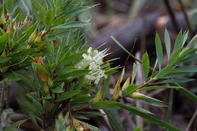 Styphelia adscendens, photographed by Kym Nicolson