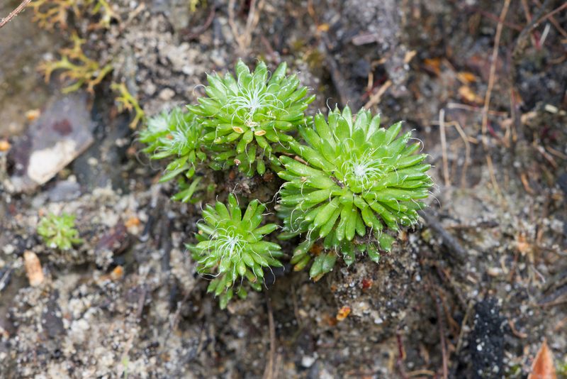 Stylidium soboliferum, photographed by Kym Nicolson