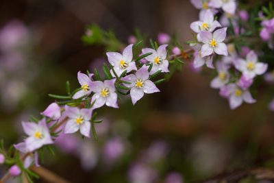 Boronia pilosa, photographed by Kym Nicolson