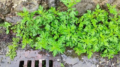 Artemisia indica, photographed by 四角銅鑼