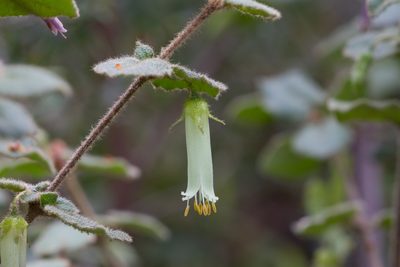 Correa aemula, photographed by Kym Nicolson