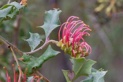 Grevillea aquifolium, photographed by Kym Nicolson
