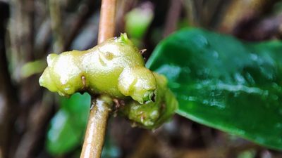 Anredera cordifolia, photographed by 四角銅鑼
