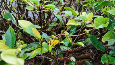 Ficus microcarpa, photographed by 四角銅鑼