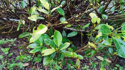 Ficus microcarpa, photographed by 四角銅鑼