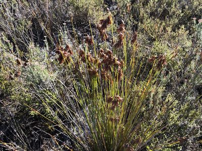 Staberoha distachyos, photographed by Caroline Voget